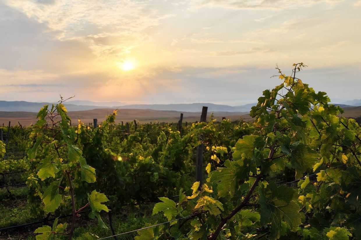 A vineyard in Georgia's Kakheti region. Photo via Andro Barnovi.